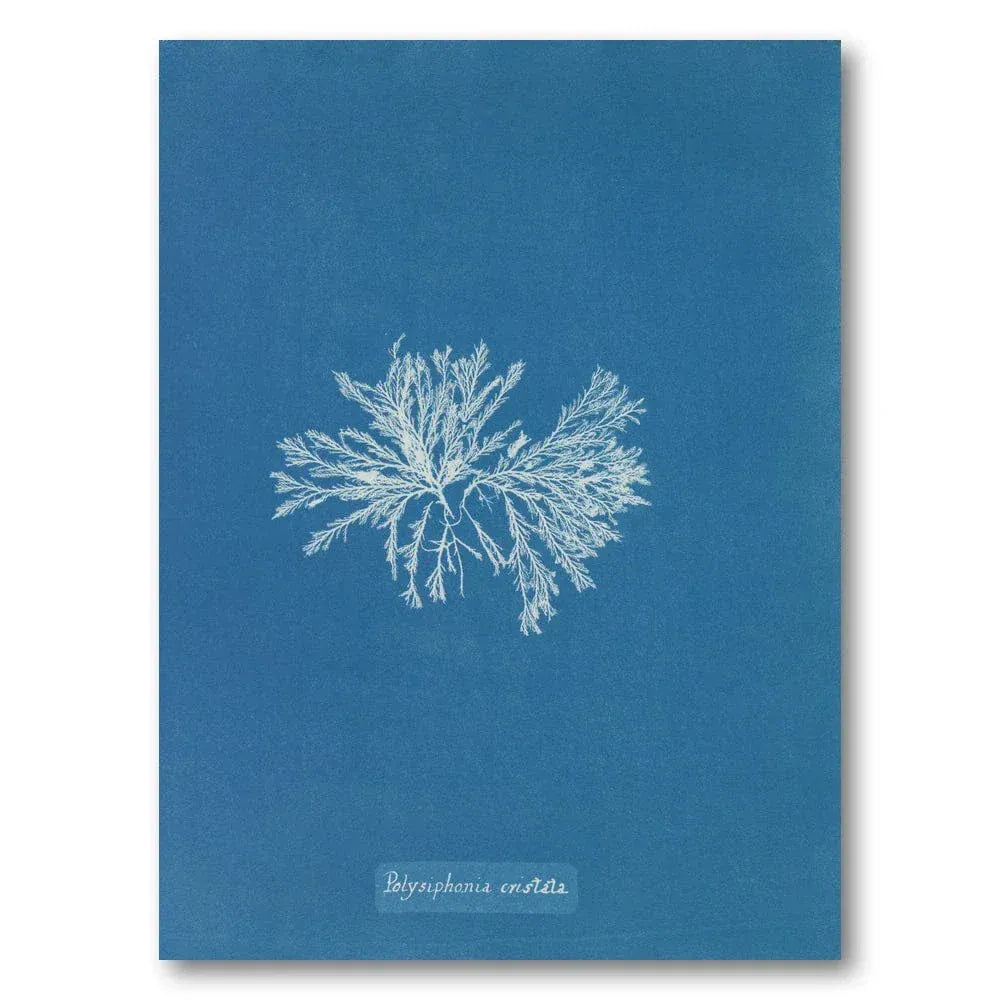 Vintage Blue Coral 4 Art Print
