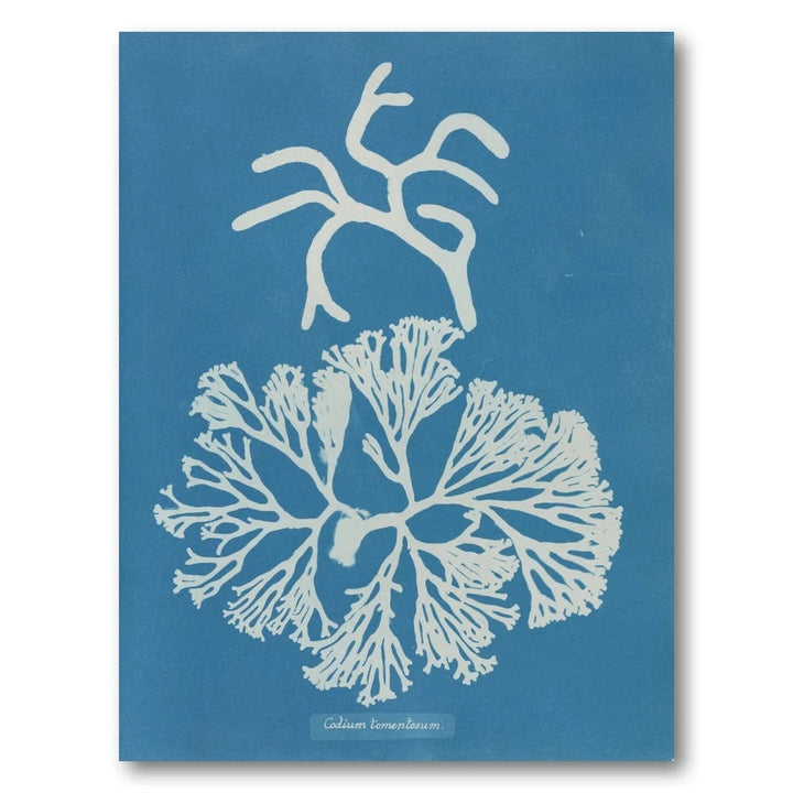Vintage Blue Coral 3 Art Print