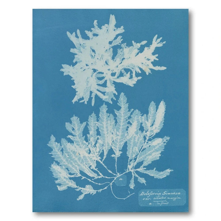 Vintage Blue Coral 2 Art Print