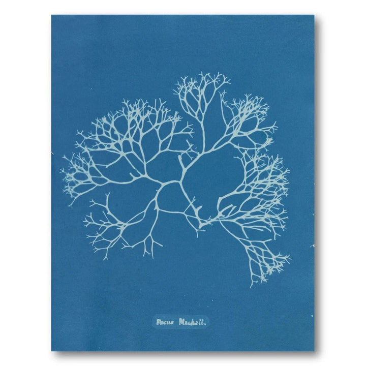 Vintage Blue Coral 1 Art Print