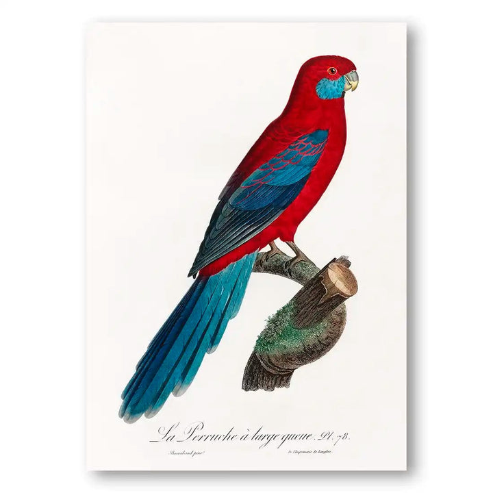 Crimson Rosella Vintage Parrot Art Print