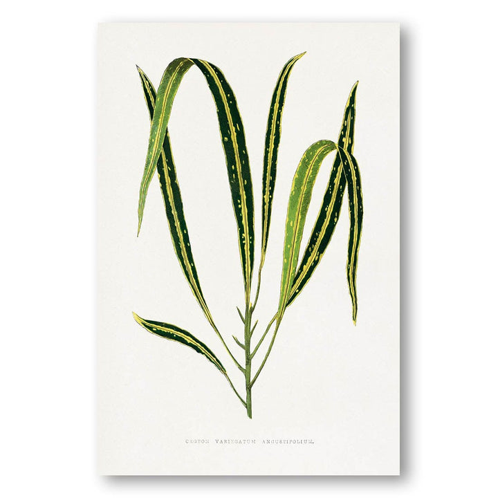 Croton Variegatum Angustifolium Leaf Illustration Art Print