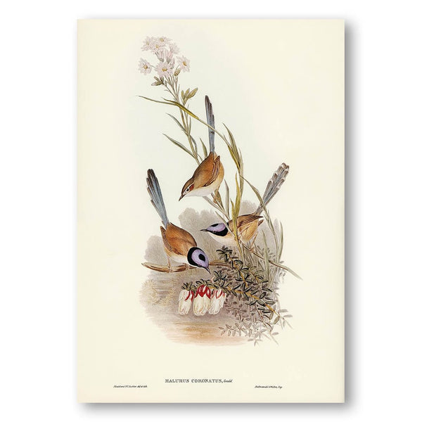 Crowned Wren by Elizabeth Gould Art Print