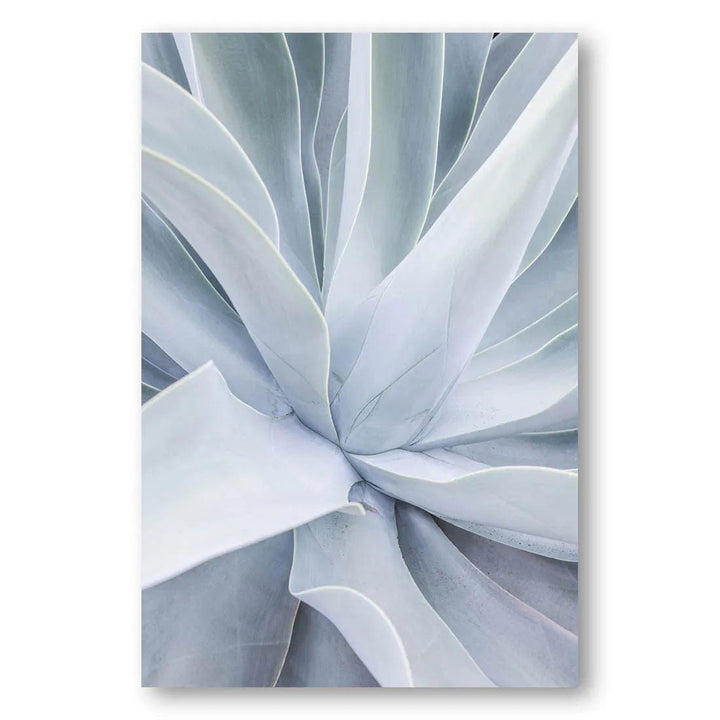 Succulent Serenity Photo Print