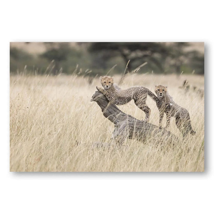 Savannah Cubs Adventure Photo Print