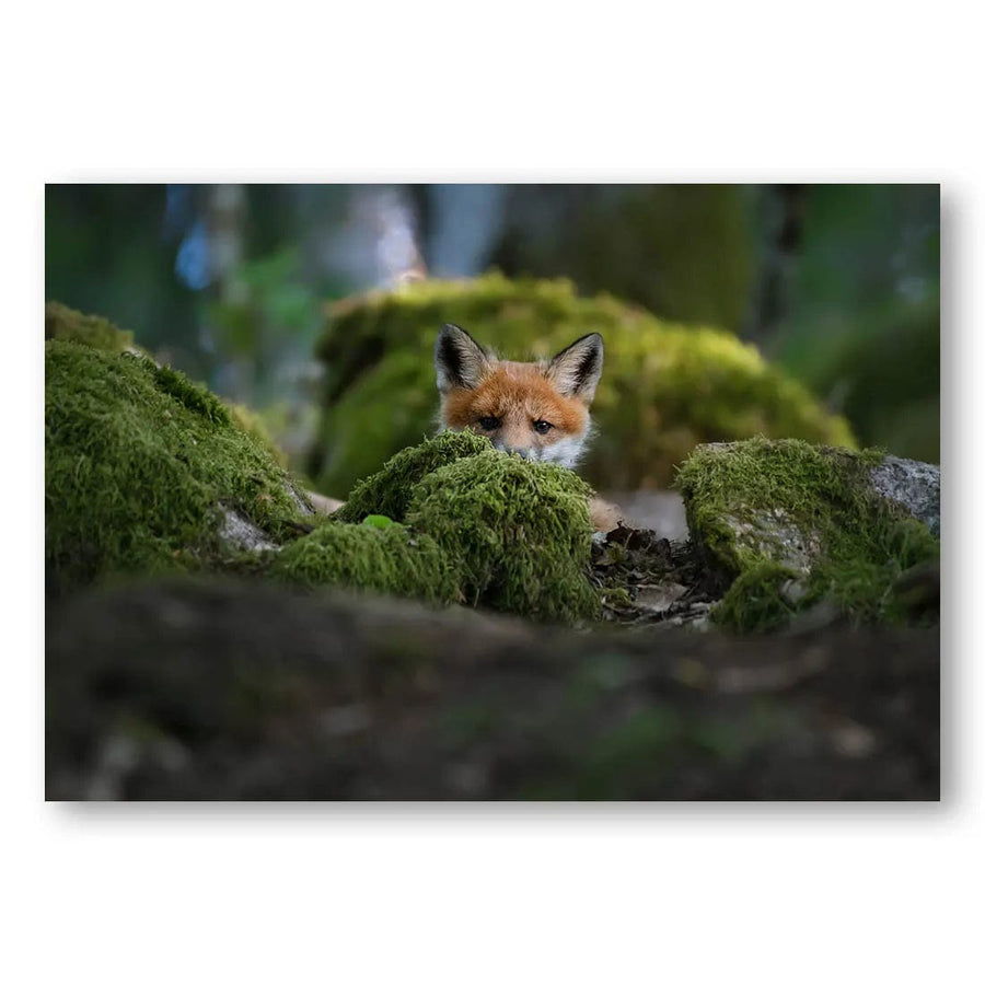 Mossy Peek Photo Print