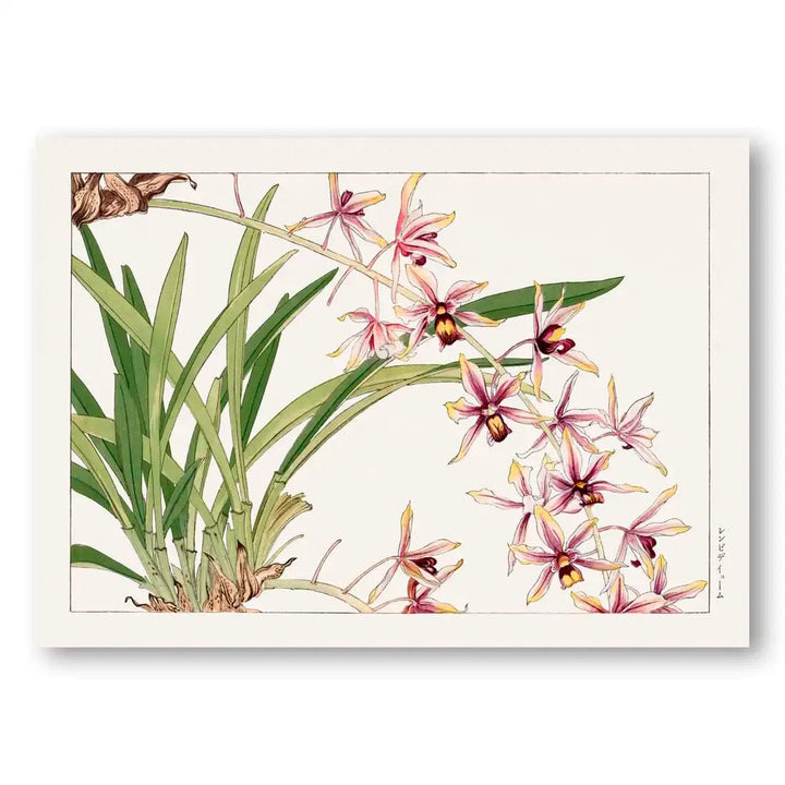 Cymbidium Orchid Japanese Woodblock Art Print