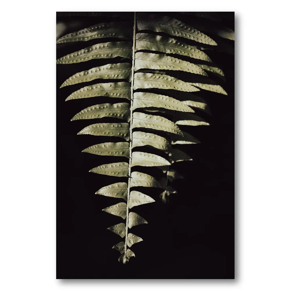 Dark Fern Shadows Photo Print