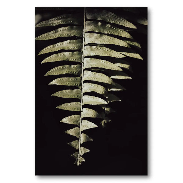 Dark Fern Shadows Photo Print