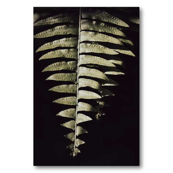 Dark Fern Shadows Photo Print