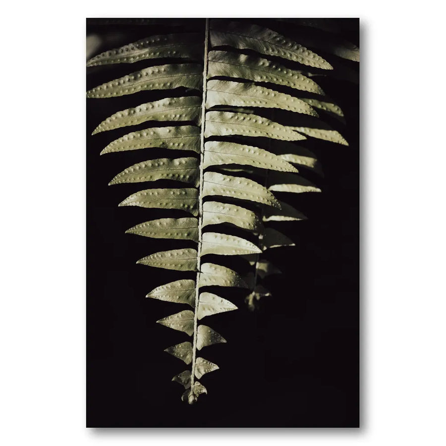 Dark Fern Shadows Photo Print