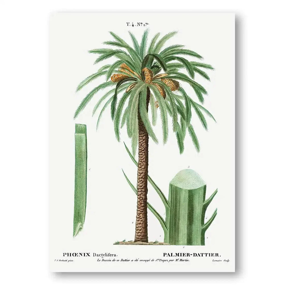 Date Palm vintage print, one of the pair