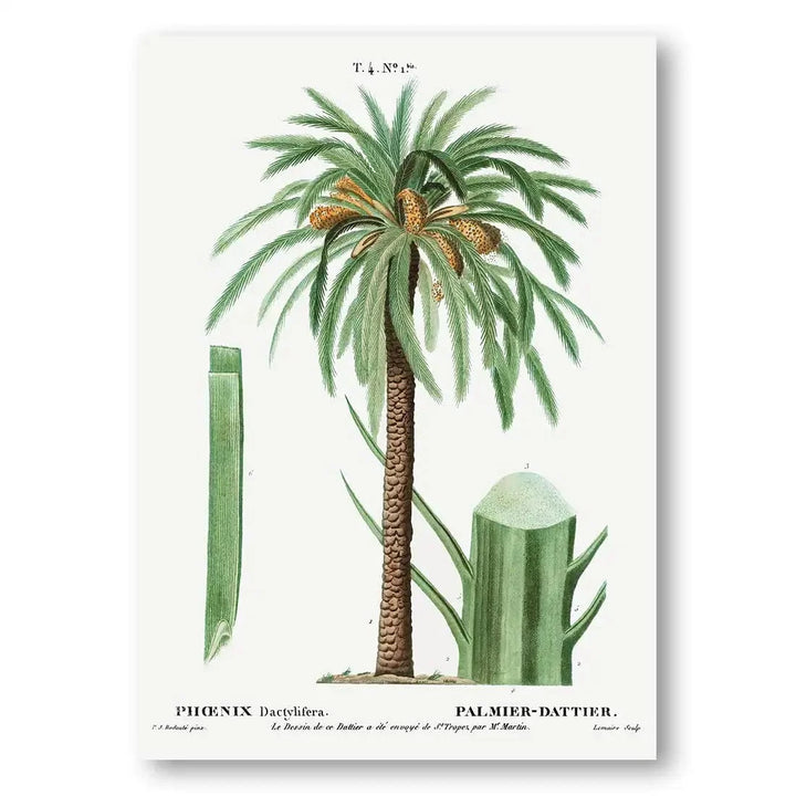 Date Palm vintage print, one of the pair