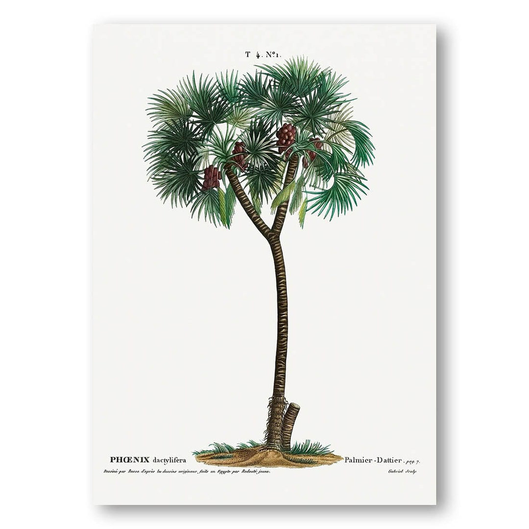 Date palm tree vintage print, one of the pair
