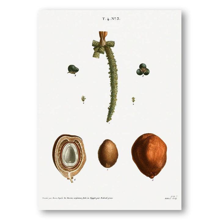 Date Palm Study Art Print