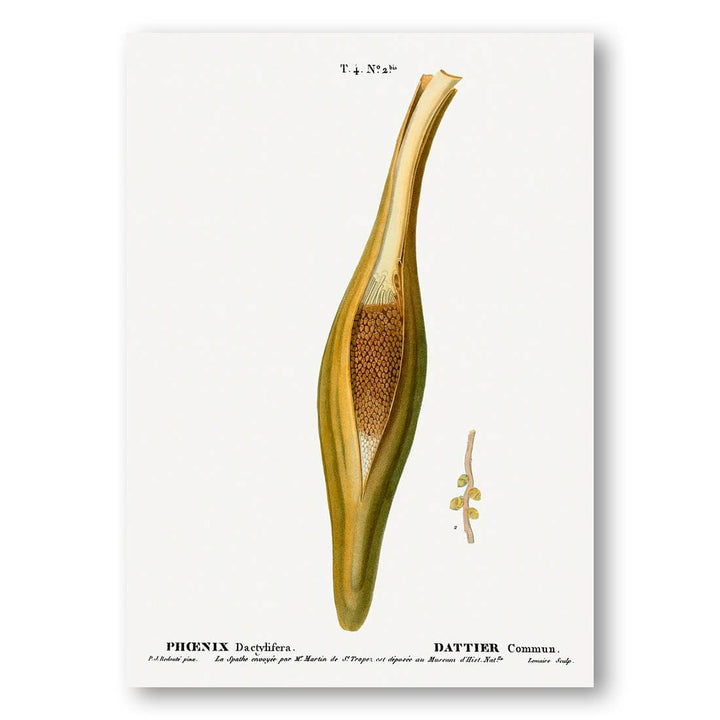 Date palm spathe vintage print, one of the pair