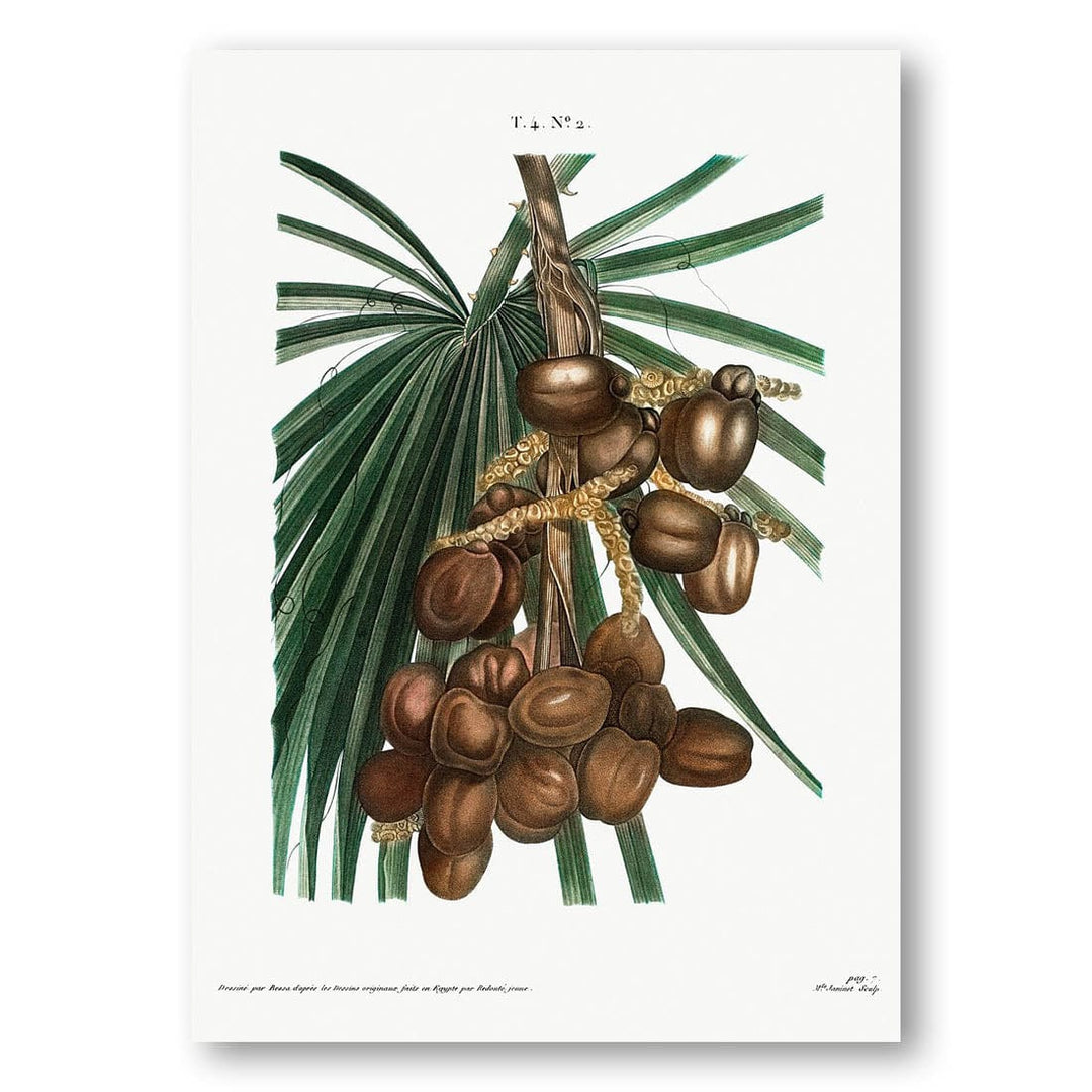 Date palm fruit vintage print, one of the pair