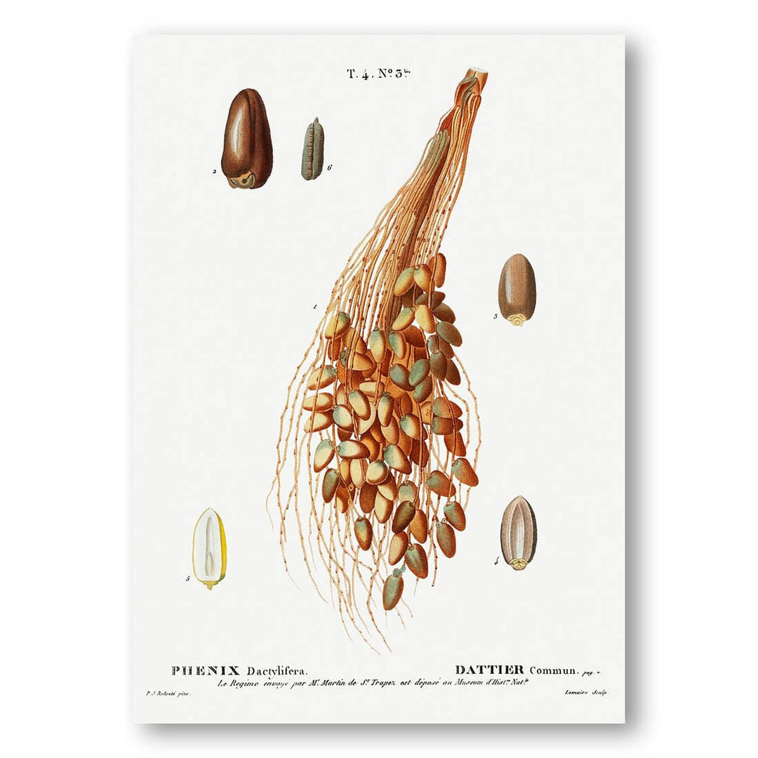 Date cluster vintage print, one of the pair