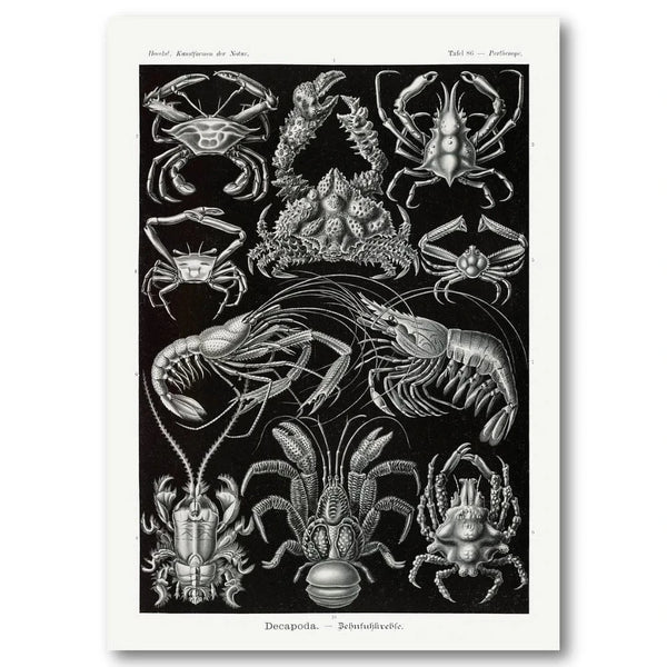 Decapoda by Ernst Haeckel Art Print