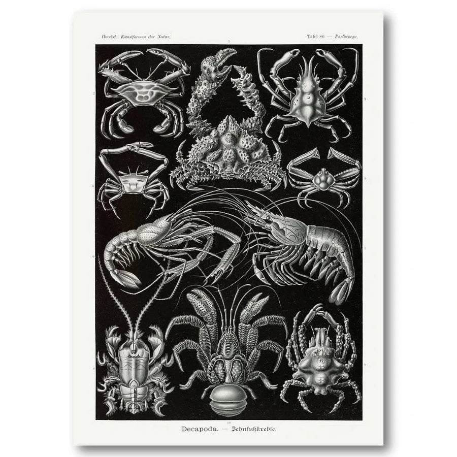 Decapoda by Ernst Haeckel Art Print