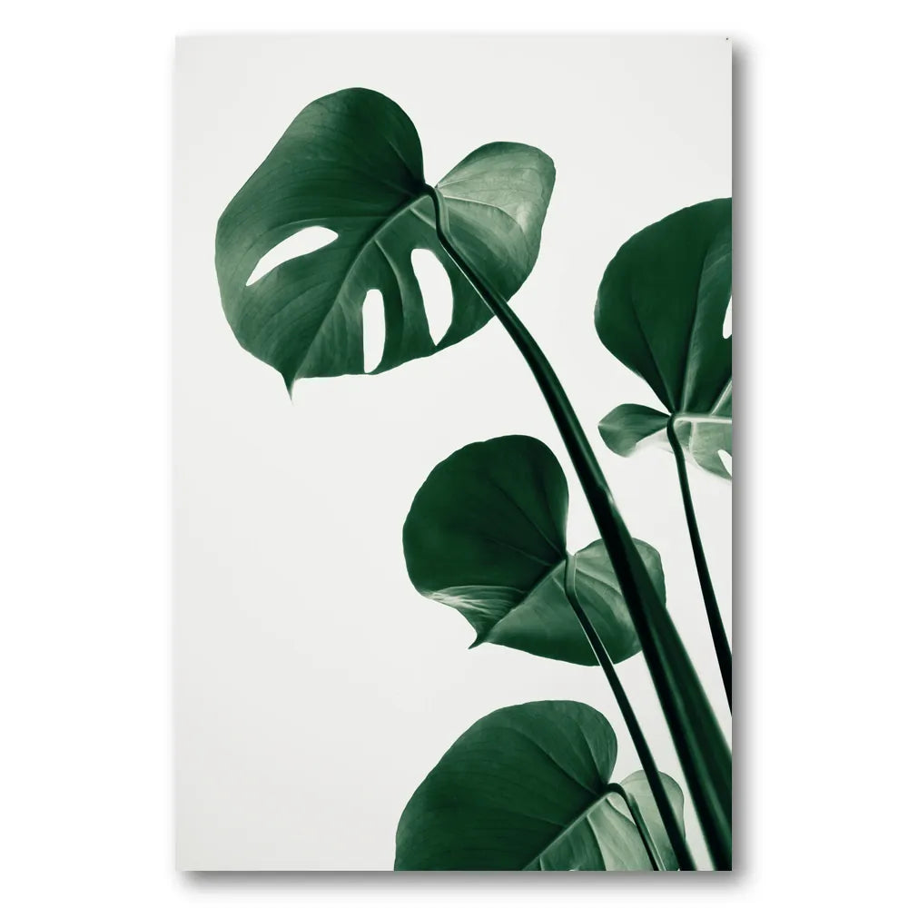 Deep Green Monstera Leaves Photo Print