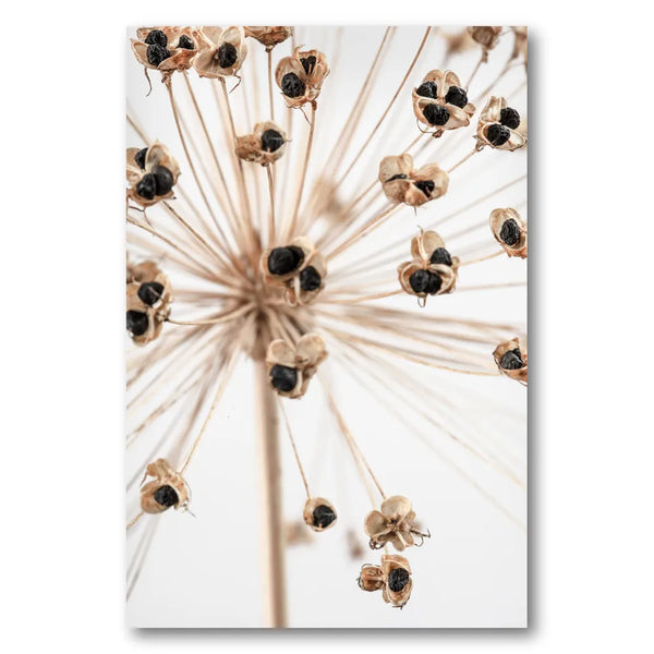 Delicate Allium Seed Pods Photo Print