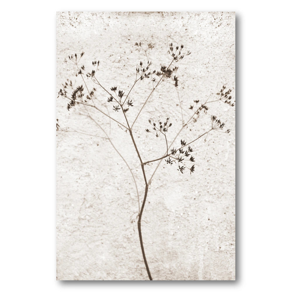 Delicate Dried Plant Photo Print