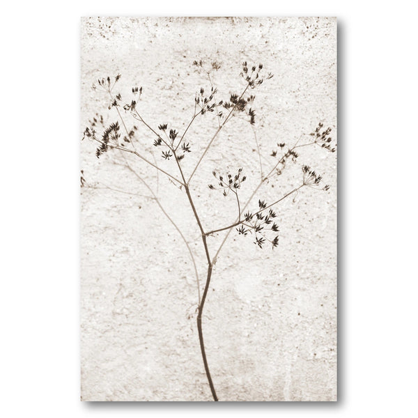 Delicate Dried Plant Photo Print