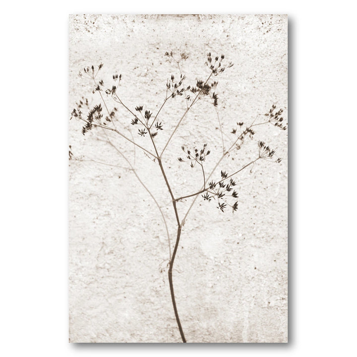 Delicate Dried Plant Photo Print
