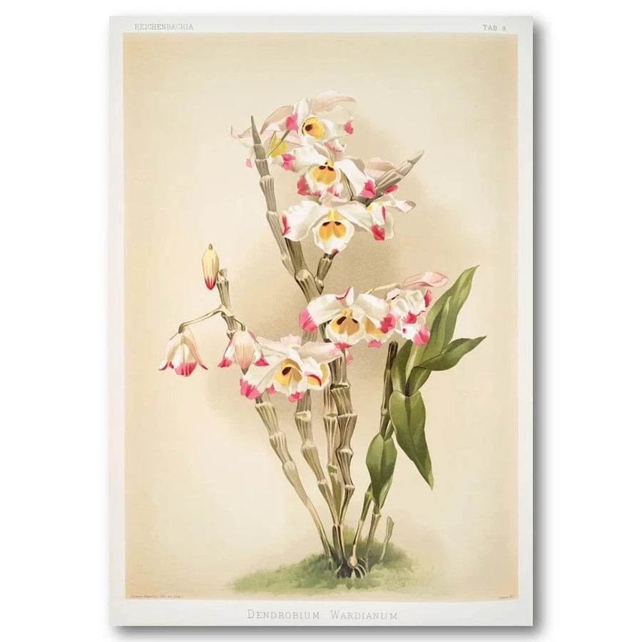 Dendrobium Orchid Art Print