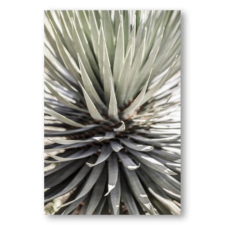 Desert Apple Spikes Photo Print