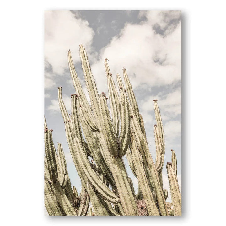 Cacti Reaching Heaven Photo Print