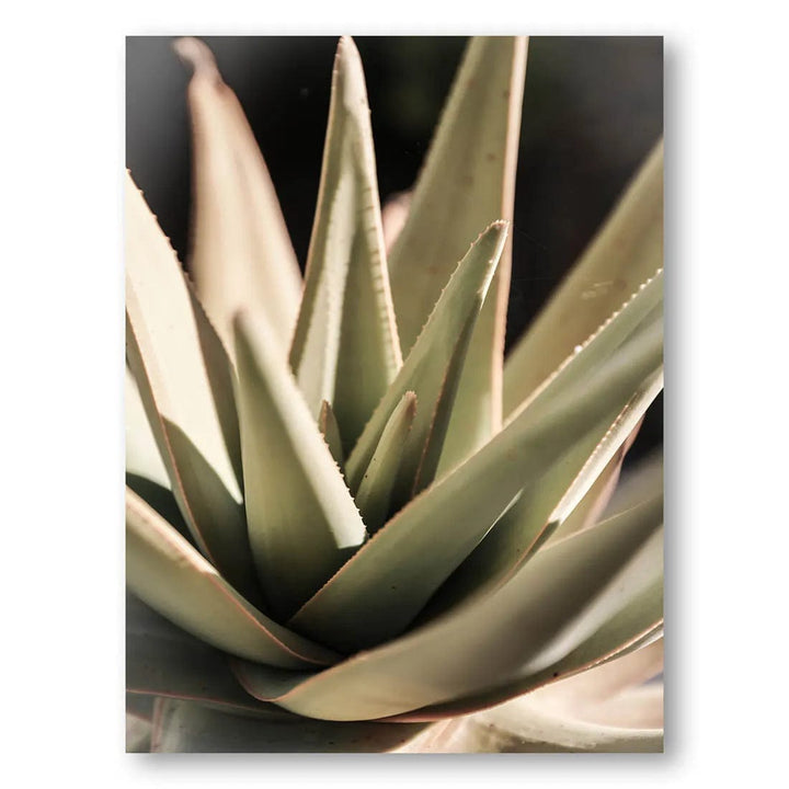 Desert Rose Blooming Photo Print