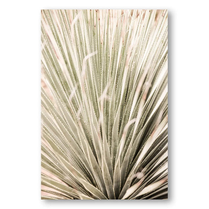 Desert Spoon Radiance Photo Print