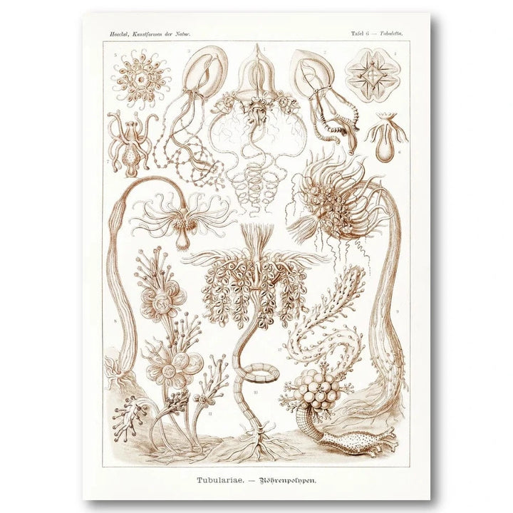 Haeckel Diatoms Scientific Art Print