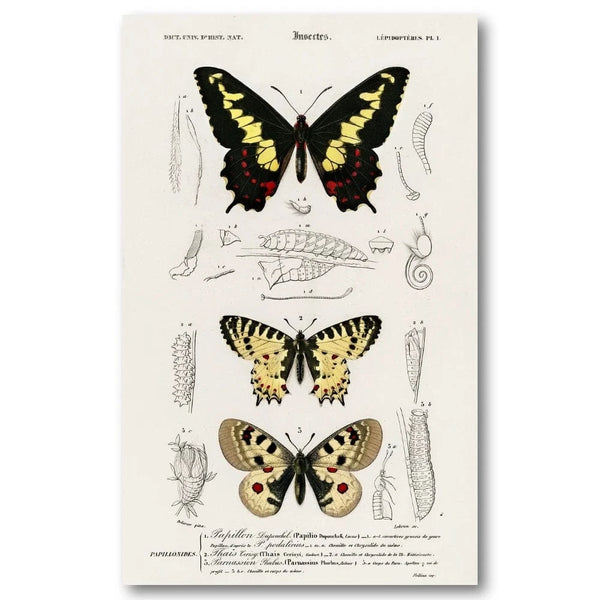 Butterfly Illustrations by Orbigny Art Print