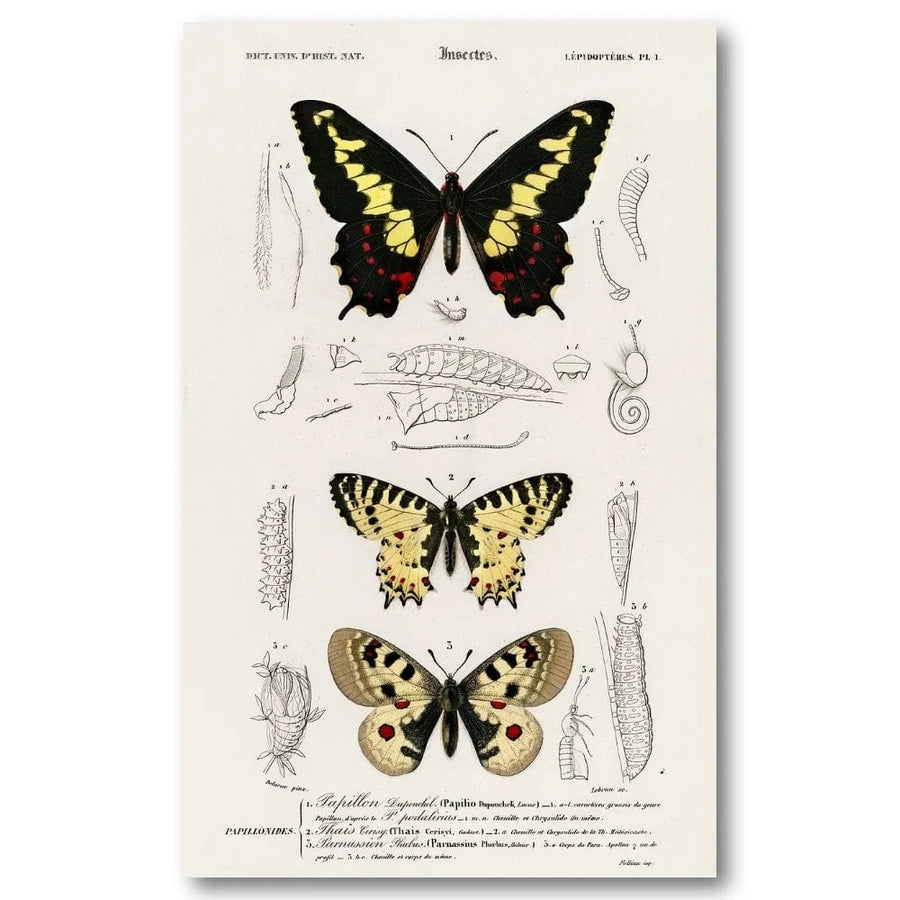 Butterfly Illustrations by Orbigny Art Print