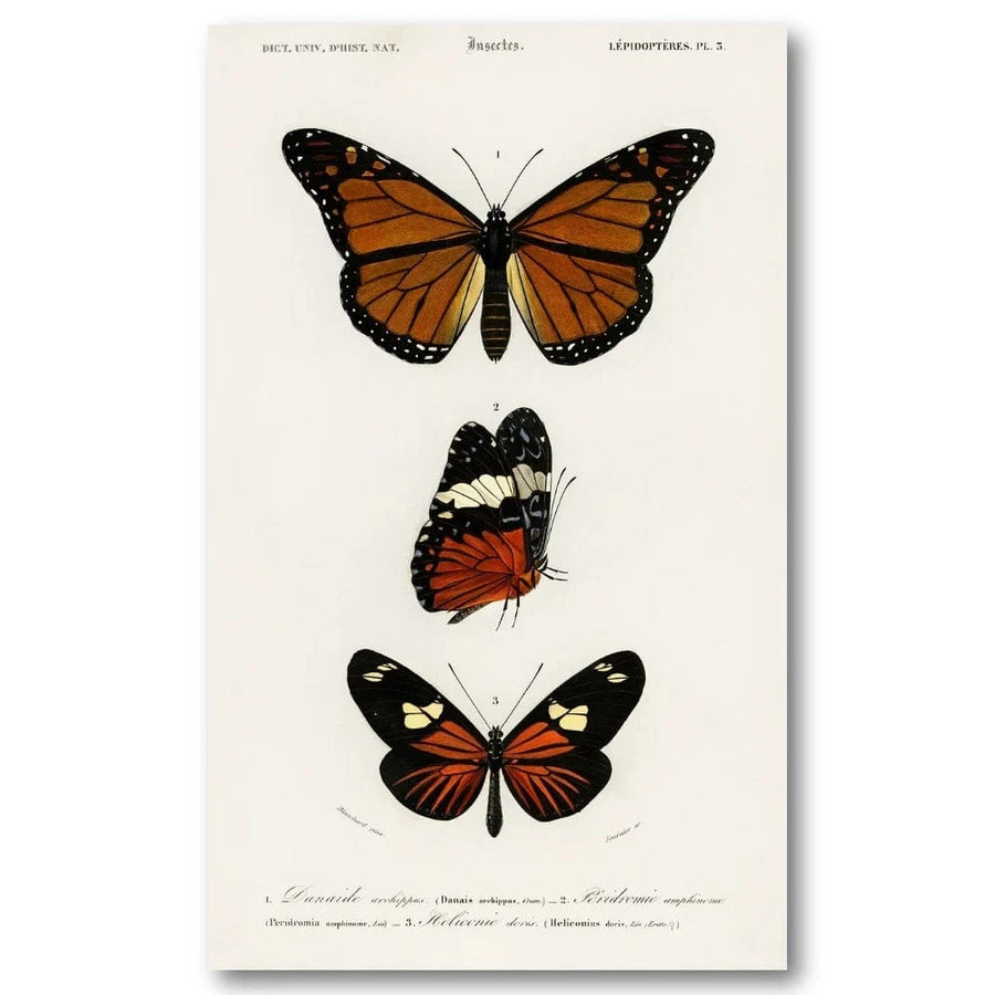 Butterflies by Charles Dessalines Monarch & Regal Specimens Vertical Art Print