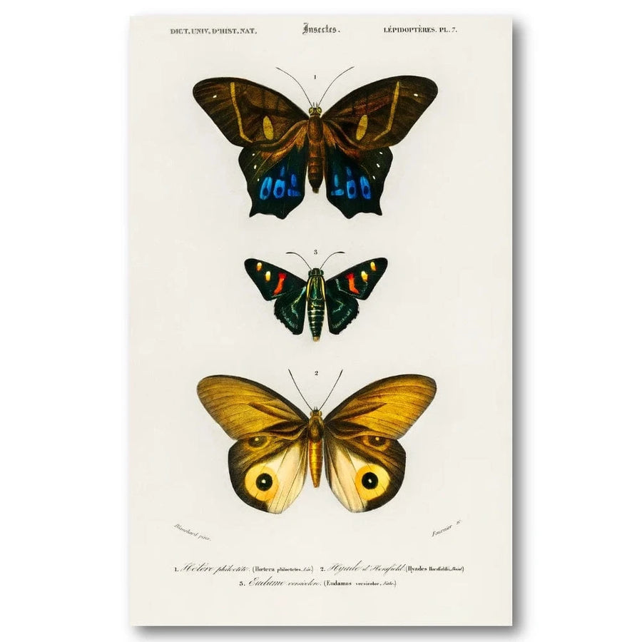 Butterflies by Charles Dessalines Three Specimen Vertical Study Art Print
