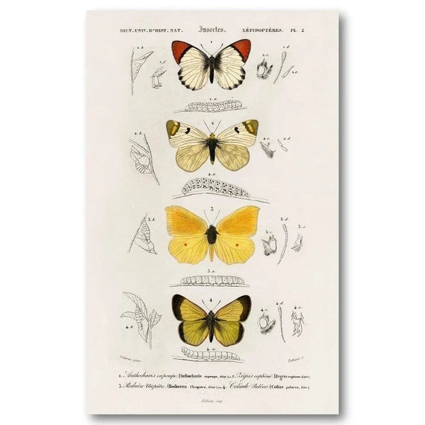 Butterfly Illustrations by D Orbigny Art Print
