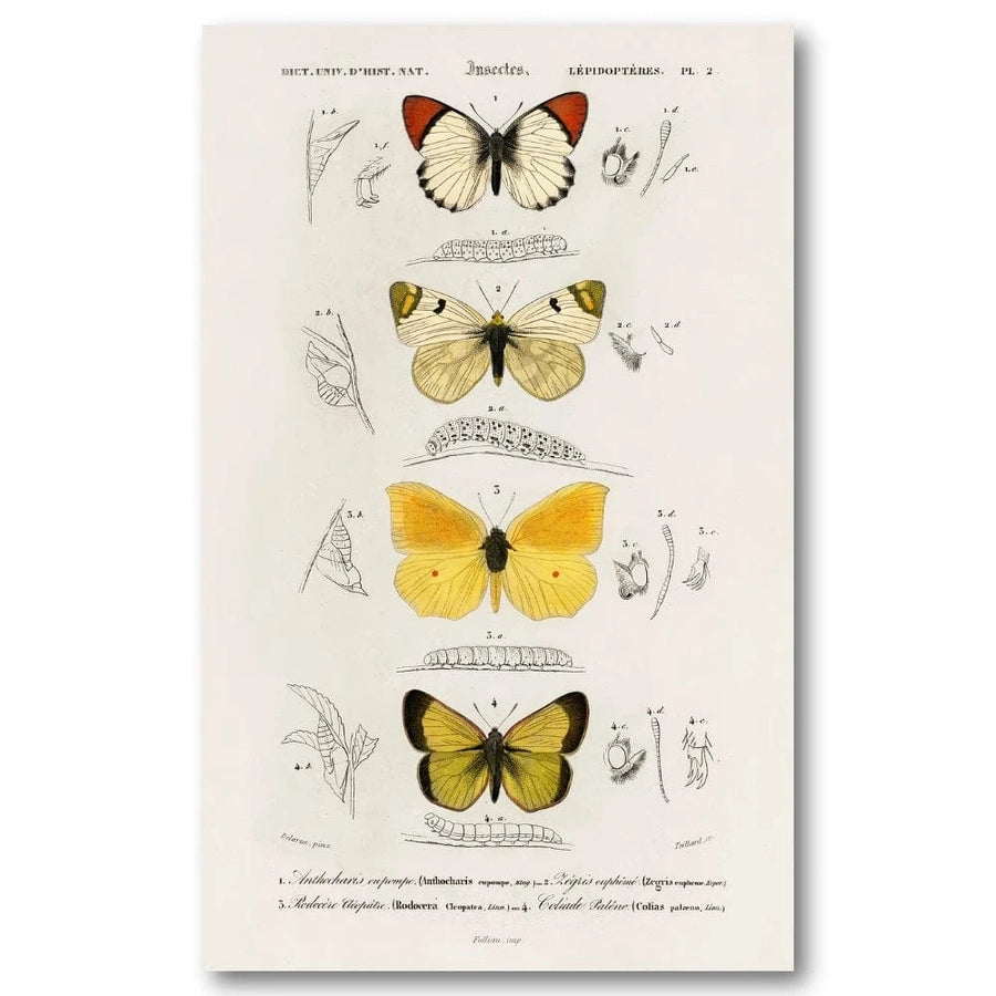 Butterfly Illustrations by D Orbigny Art Print