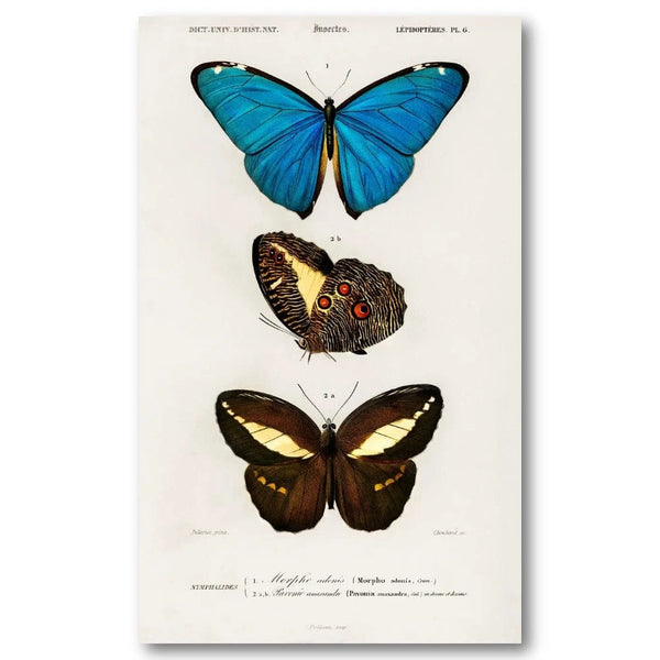 Butterflies by Charles Orbigny Art Print