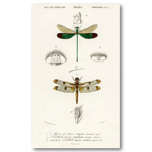 Dragonfly Studies by Charles Dessalines D Orbigny Art Print