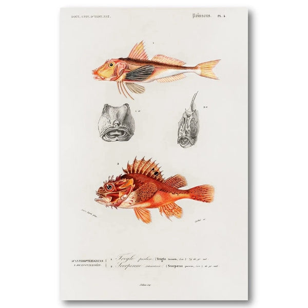 Vintage Fish Study Art Print