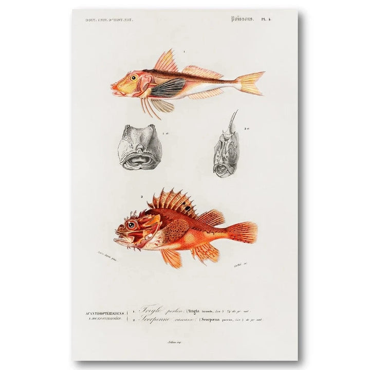 Vintage Fish Study Art Print