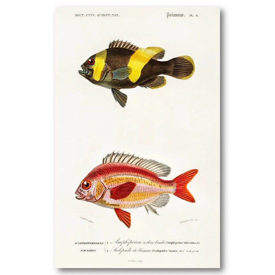 Ornate Fish Illustration Art Print