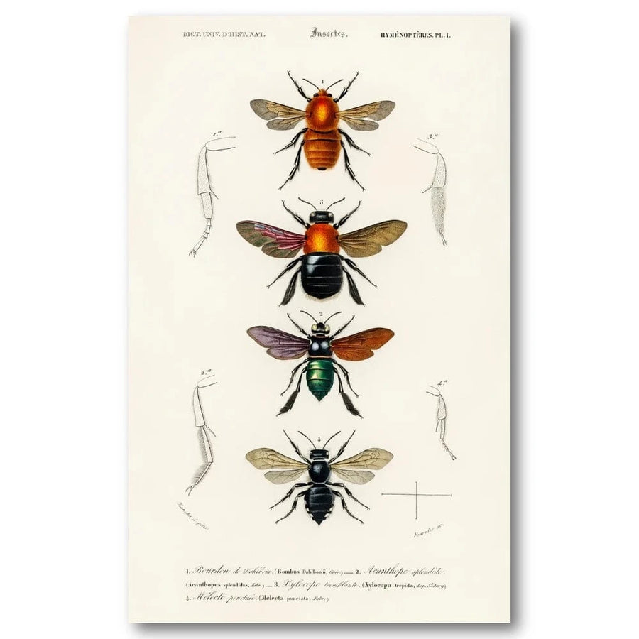 Insect Illustrations by D Orbigny Art Print
