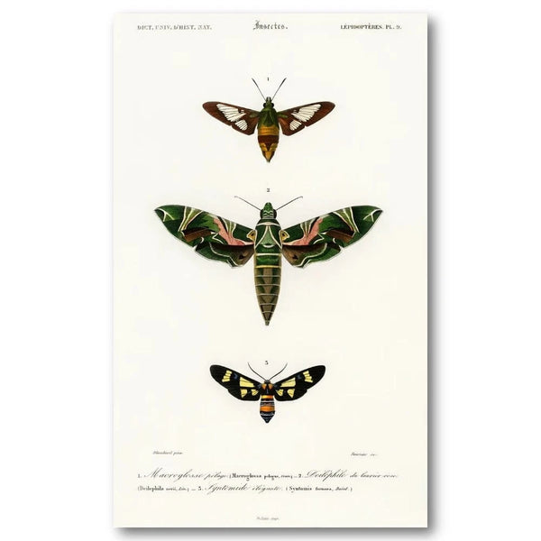 Moth Illustrations by DOrbigny Art Print