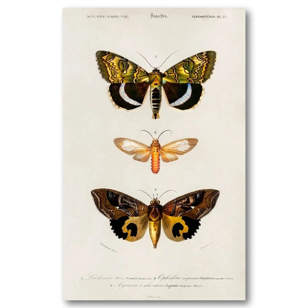 Moth Collection by D Orbigny Art Print