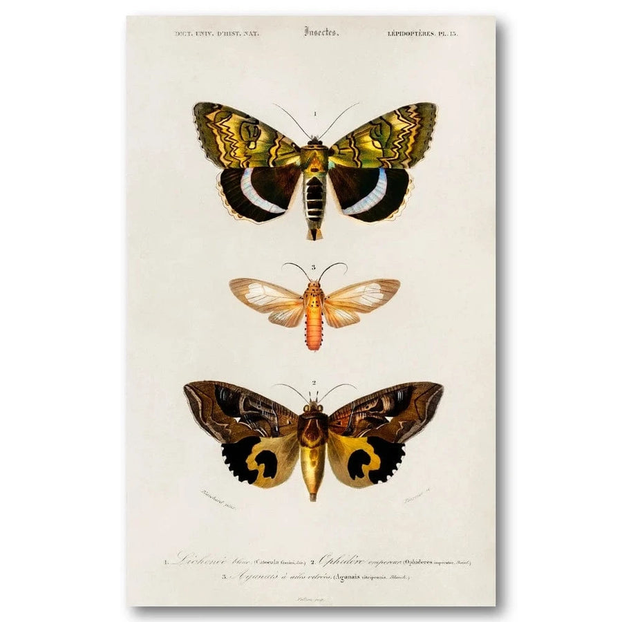 Moth Collection by D Orbigny Art Print